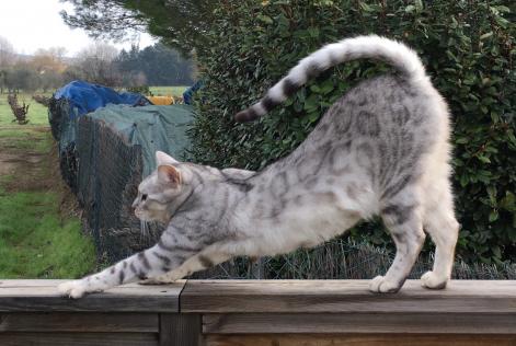 Vermisstmeldung Katze Männliche , 10 jahre Coulaures Frankreich Vermisstmeldung Katze Männliche , 10 jahre Coulaures Frankreich