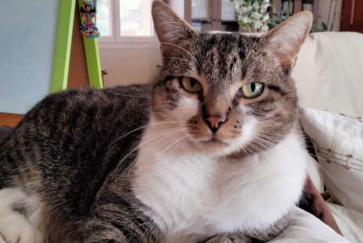 Vermisstmeldung Katze  Männliche , 5 jahre Lalinde Frankreich