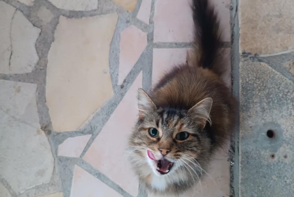 Fundmeldung Katze Weiblich Trélissac Frankreich