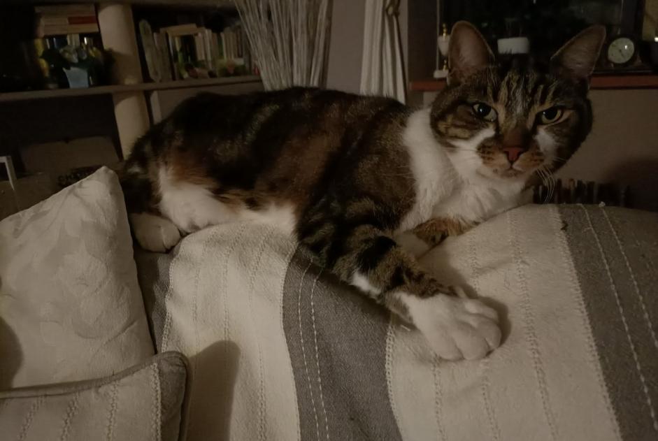 Vermisstmeldung Katze rassenmischung  Weiblich , 8 jahre Sarlat-la-Canéda Frankreich