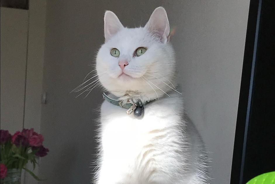 Vermisstmeldung Katze  Weiblich , 10 jahre Neuvic Frankreich