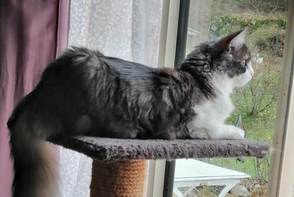 Vermisstmeldung Katze rassenmischung  Weiblich , 3 jahre Paussac-et-Saint-Vivien Frankreich