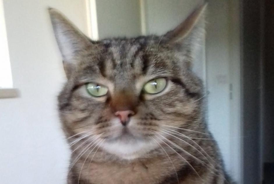 Disappearance alert Cat  Male , 9 years Périgueux France