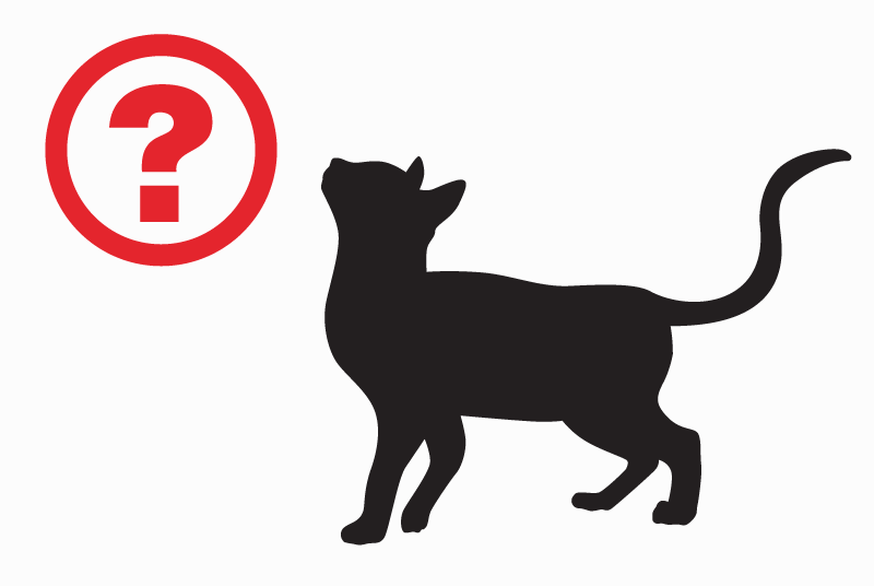 Disappearance alert Cat Female , 4 years Périgueux France