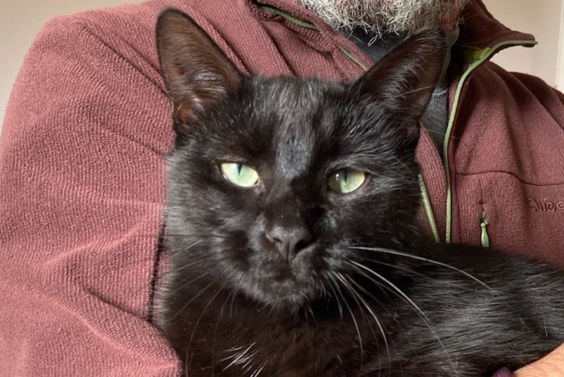 Disappearance alert Cat Female , 2 years La Coquille France