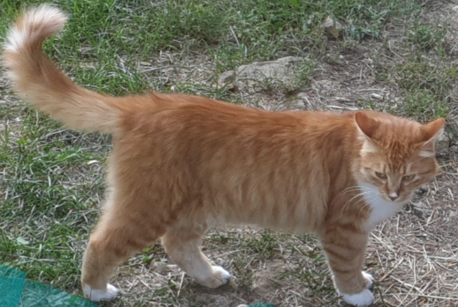 Disappearance alert Cat Female , 6 years Le Bugue France Disappearance alert Cat Female , 6 years Le Bugue France