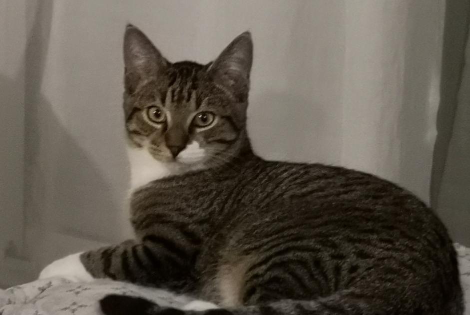 Disappearance alert Cat Male , 1 years Moulin-Neuf France