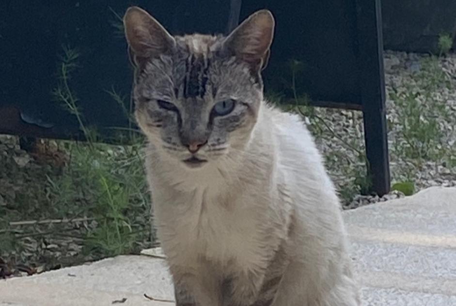 Discovery alert Cat miscegenation  Unknown Campsegret France
