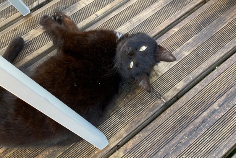 Discovery alert Cat Female , Between 4 and 6 months Mareuil en Périgord France