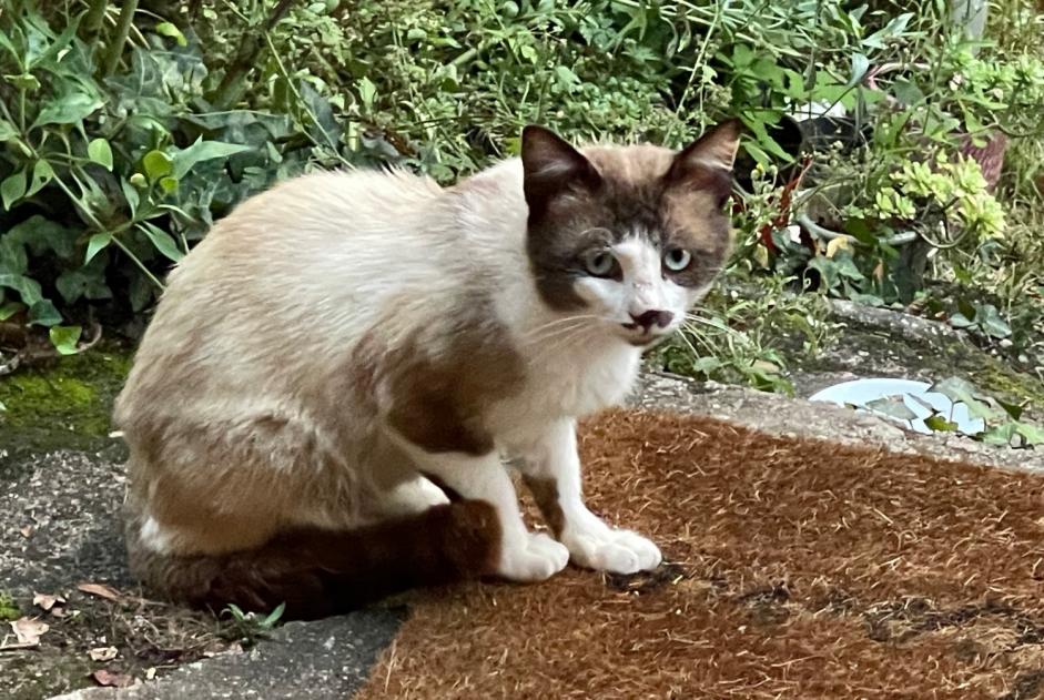 Discovery alert Cat miscegenation  Unknown Villac France