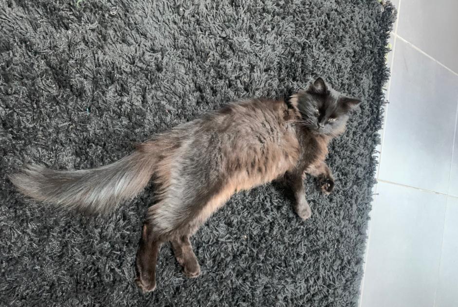 Discovery alert Cat Male Périgueux France