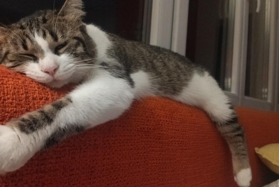 Disappearance alert Cat Female , 1 years Ginestet France