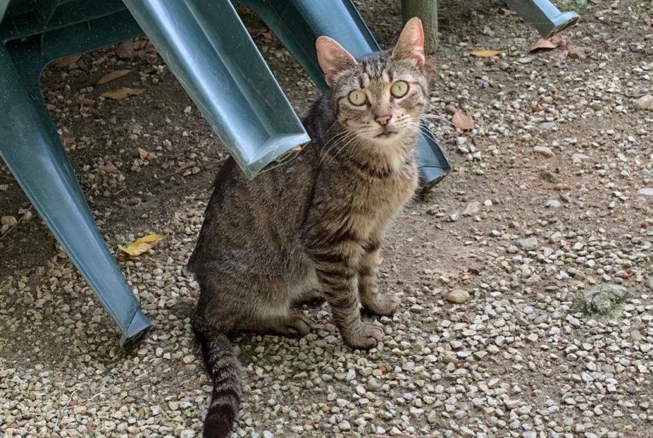 Discovery alert Cat Female Saint-Vincent-de-Connezac France