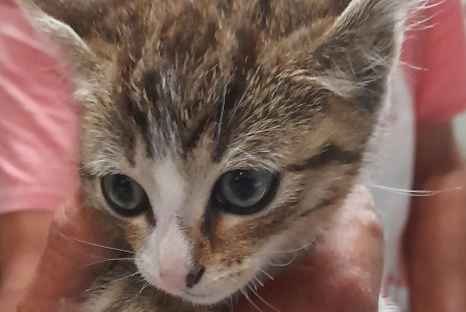 Discovery alert Cat Female Moulin-Neuf France