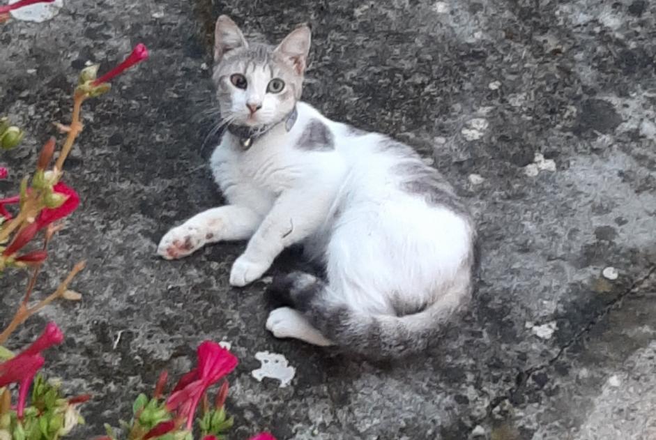 Discovery alert Cat Unknown Montpon-Ménestérol France