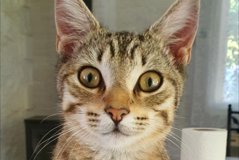 Discovery alert Cat  Male , Between 4 and 6 months Périgueux France