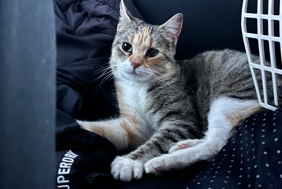 Discovery alert Cat Female Lalinde France