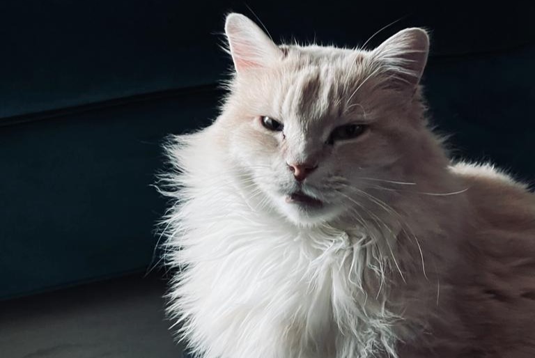 Alerta de Desaparición Gato Macho , 9 años Proissans Francia
