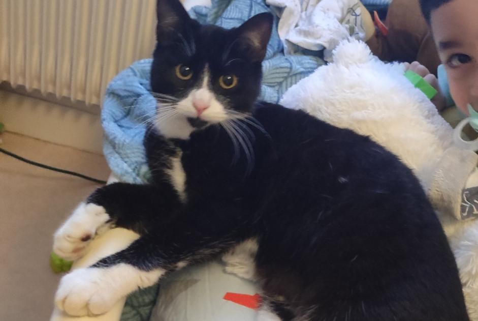 Alerta de Desaparición Gato Macho , 1 años Bergerac Francia
