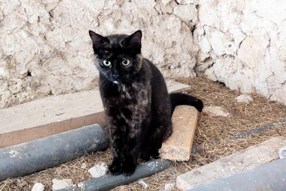 Alerta de Hallazgo Gato Hembra Saint-Méard-de-Gurçon Francia