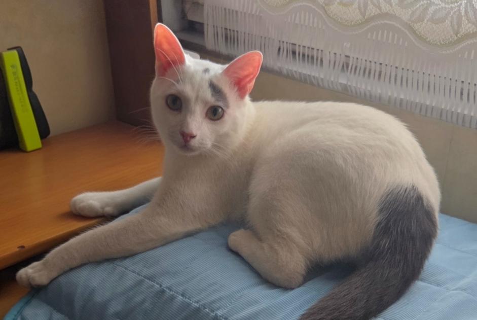 Alerta de Desaparición Gato Macho , 1 años Pechs-de-l'Espérance Francia