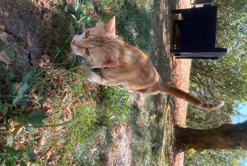 Alerta de Hallazgo Gato Macho Le Lardin-Saint-Lazare Francia