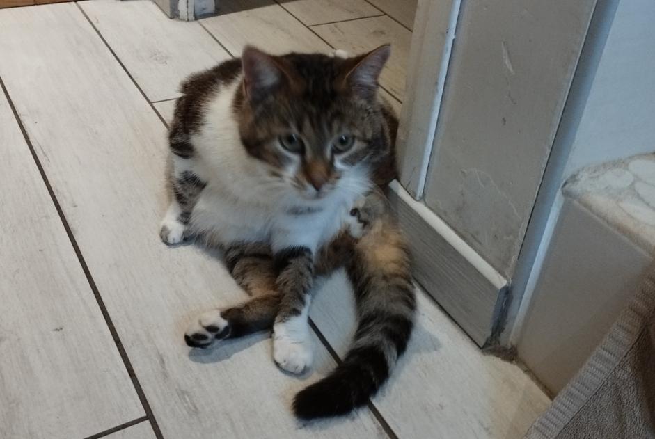 Alerte Découverte Chat Mâle La Chapelle-Aubareil France