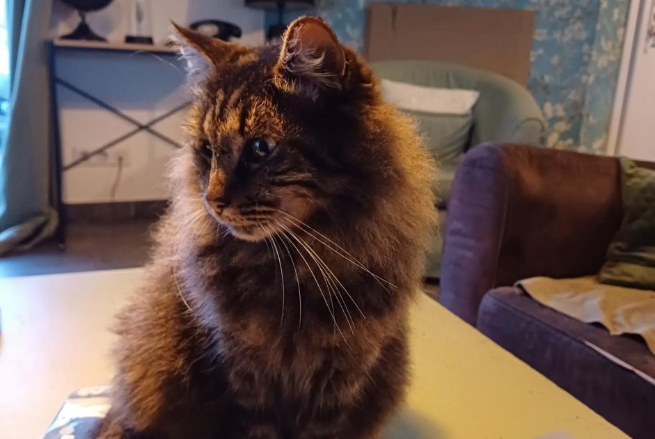 Alerte Disparition Chat Mâle , 9 ans La Chapelle-Aubareil France