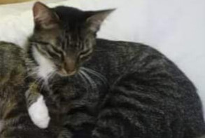 Alerte Disparition Chat  Femelle , 10 ans Busserolles France