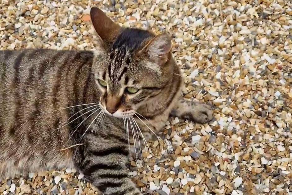 Alerte Disparition Chat croisement  Mâle , 11 ans Saint-Martial-d'Artenset France