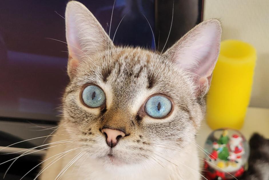 Alerte Disparition Chat croisement  Femelle , 1 ans Sourzac France