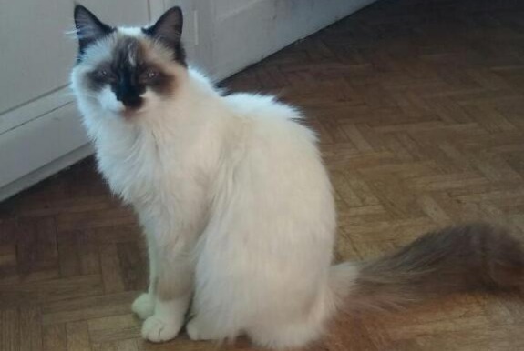 Alerte Disparition Chat  Femelle , 1 ans Brantôme en Périgord France