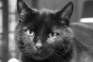 Alerte Disparition Chat  Mâle , 8 ans pays de belves France