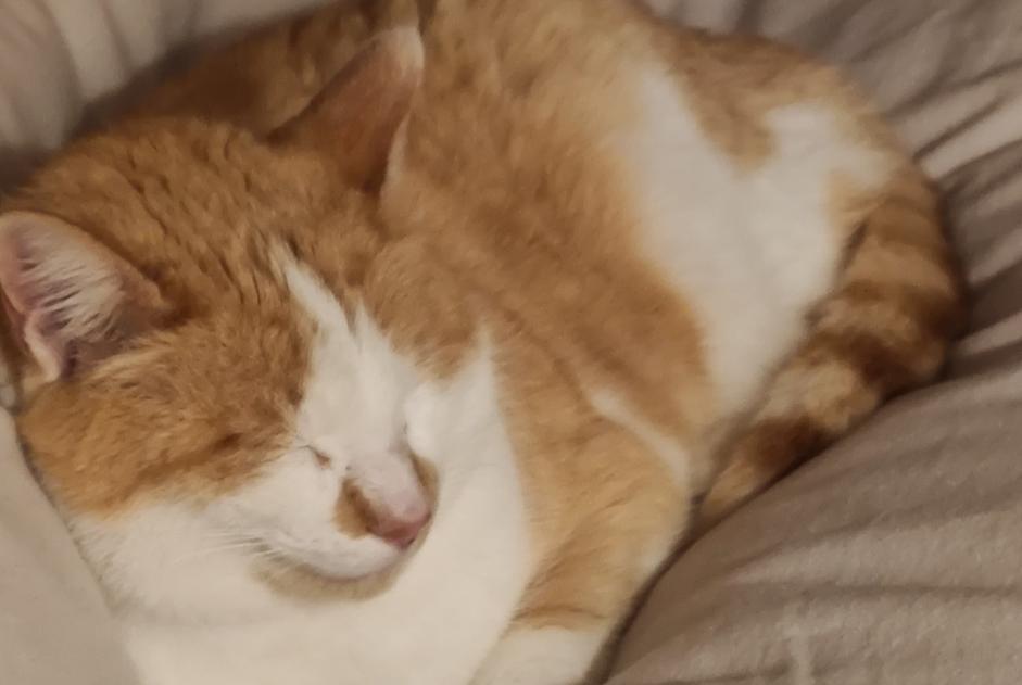 Avviso scomparsa Gatto  Maschio , 8 anni Biras Francia