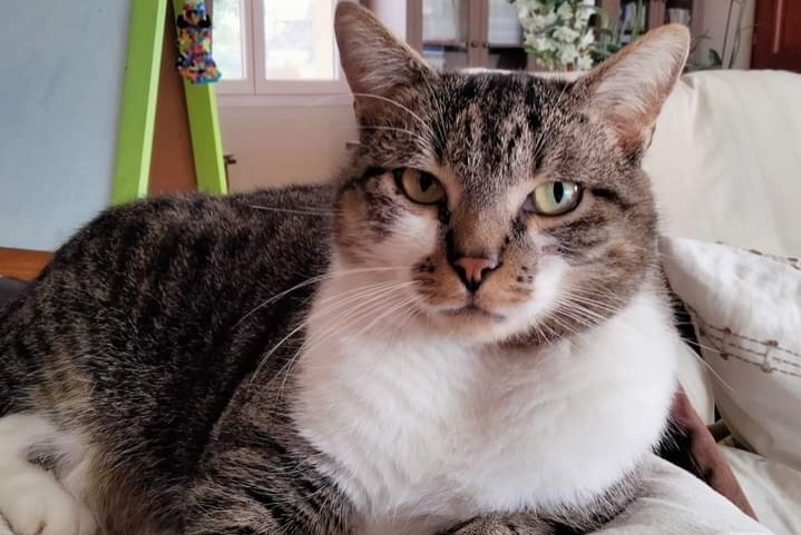 Avviso scomparsa Gatto  Maschio , 6 anni Lalinde Francia