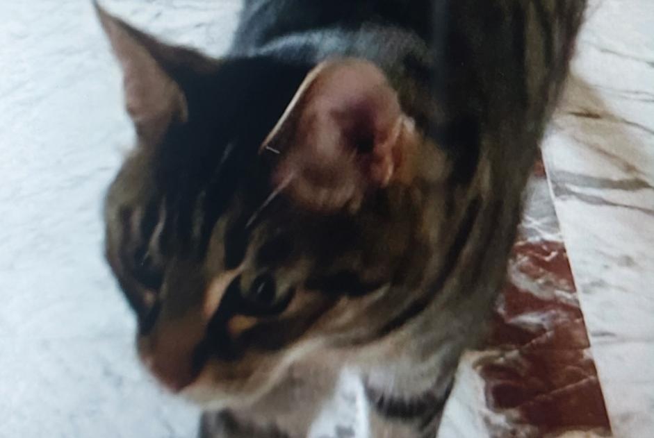 Avviso Ritrovamento Gatto incrocio di razze  Non conosciuta Coulounieix-Chamiers Francia