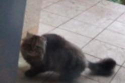 Avviso Ritrovamento Gatto Non conosciuta Coursac Francia