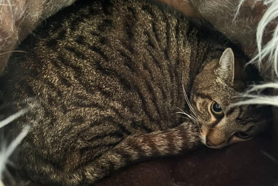 Avviso scomparsa Gatto incrocio di razze  Maschio , 13 anni Saint-Séverin-d'Estissac Francia