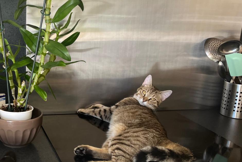 Avviso scomparsa Gatto  Femmina , 1 anni Montcaret Francia