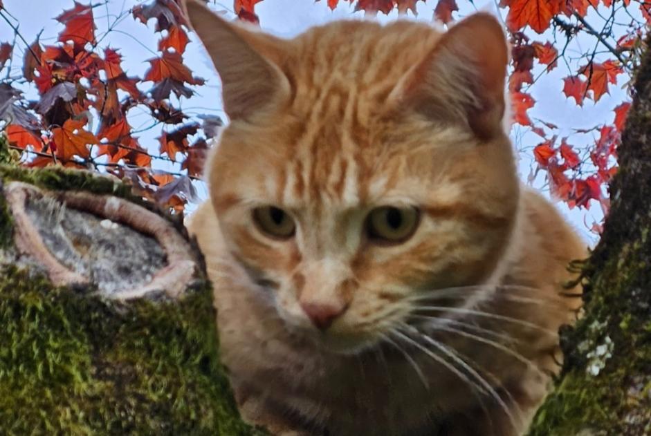 Avviso scomparsa Gatto incrocio di razze  Maschio , 4 anni Prigonrieux Francia