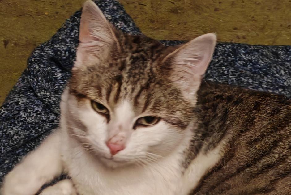 Avviso Ritrovamento Gatto Maschio Bouillac Francia Avviso Ritrovamento Gatto Maschio Bouillac Francia