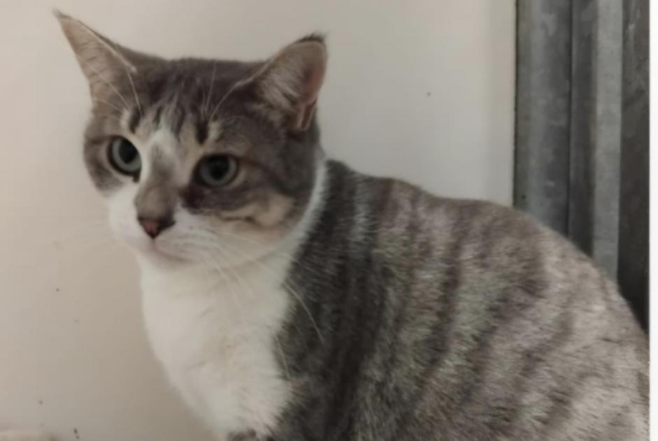 Avviso scomparsa Gatto Femmina , 7 anni Terrasson-Lavilledieu Francia