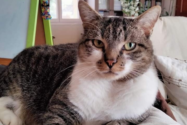 Verdwijningsalarm Kat  Mannetje , 5 jaar Lalinde Frankrijk
