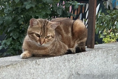 Ontdekkingsalarm Kat Onbekend Périgueux Frankrijk